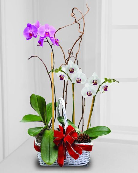 Christmas Orchids