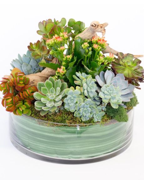 Driftwood and Succulents