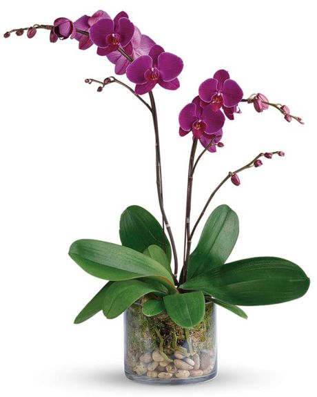 Double Purple Phalaenopsis Orchid Plant