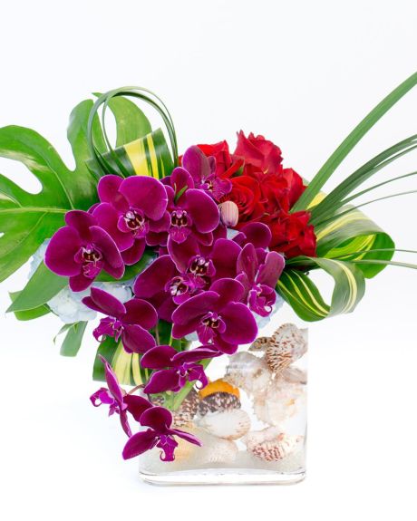 Orchid Trade Winds