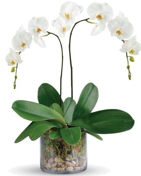 Double Spiked White Phalaenopsis Orchid Plant