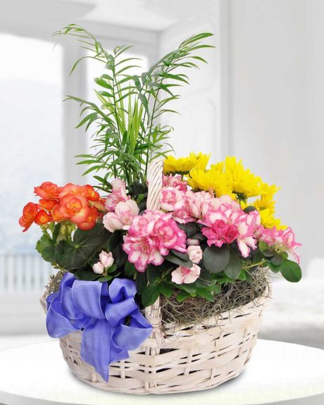 Wrigley Gardens-A wicker basket full of bright, beautiful blooms perfect for any occasion. A very colorful array of plants and greens will brighten their day.-Basket garden