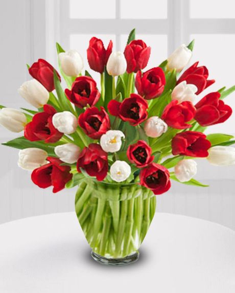 Holiday Tulips-Send a greeting of good will with these vibrant red and white tulips. -Tulips